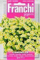 Camomile