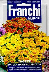 Marigold, Dwarf Multicolour