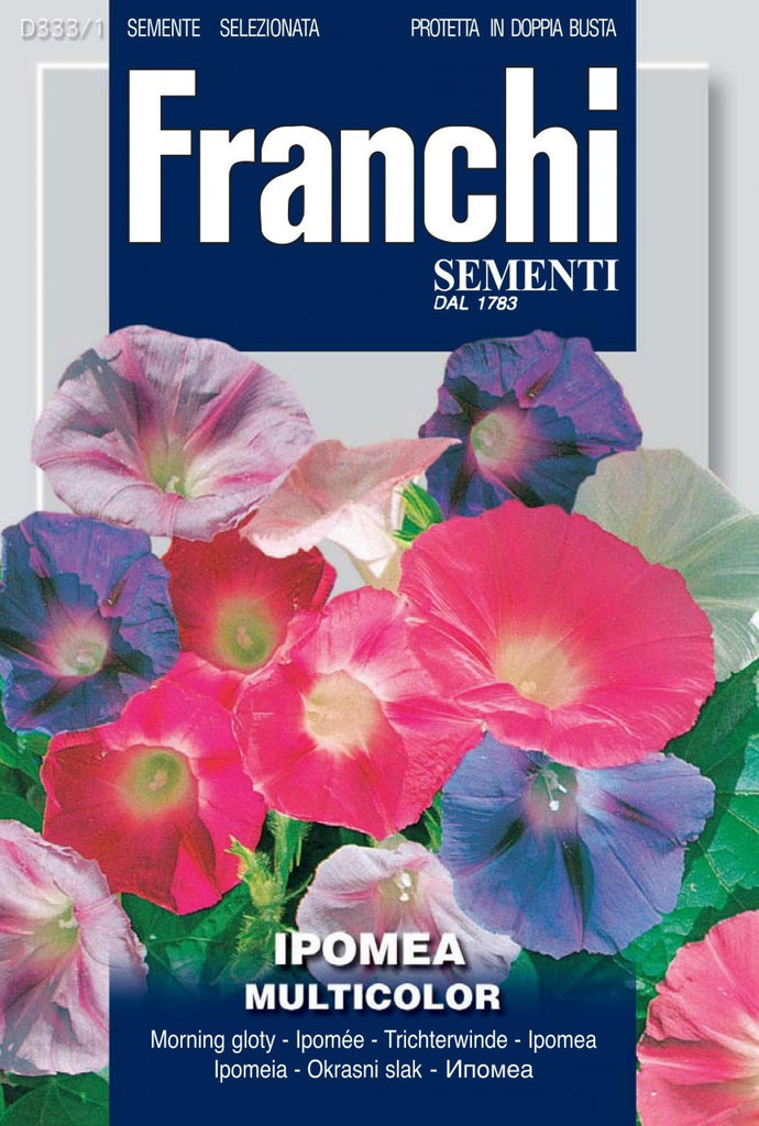 Morning Glory, Multicolour